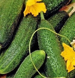 Gurķi Vert Petit De Paris  3 g Torseed